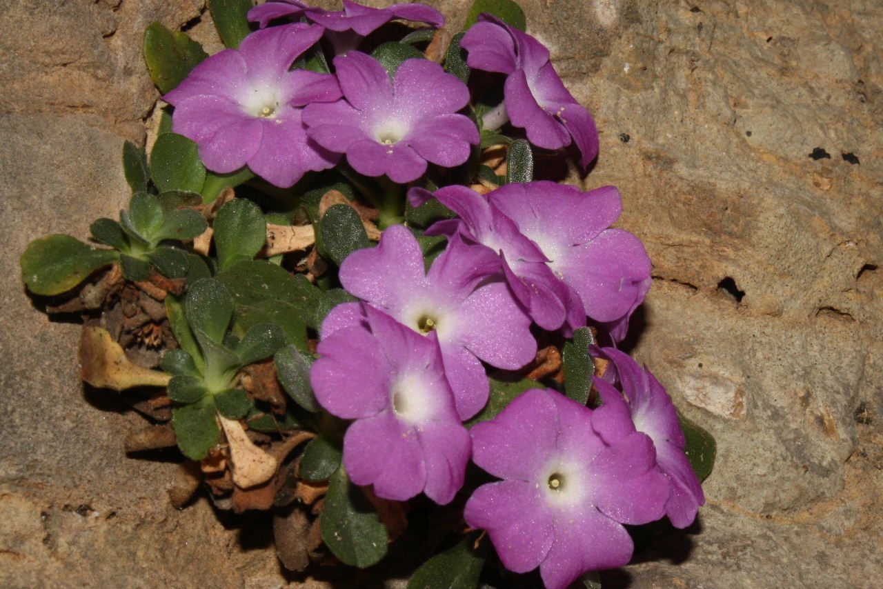 Un anno di fiori...